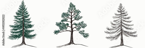 Set of three hand drawn pine trees with detailed branches and roots in minimalist flat style isolated on white background vector illustration