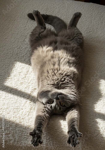 Sunbeam Surrender AI Generated