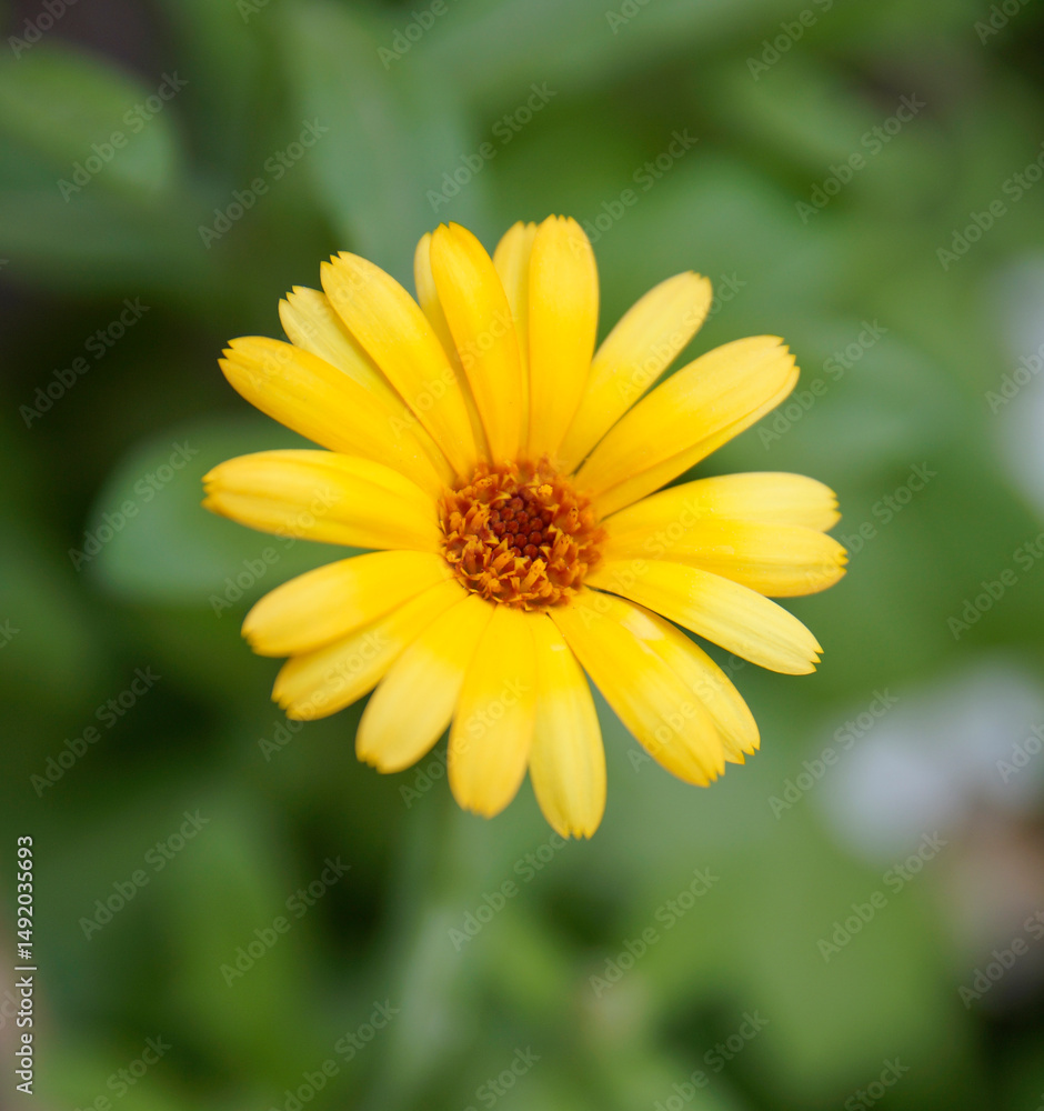 yellow daisy flower yellow daisy flower