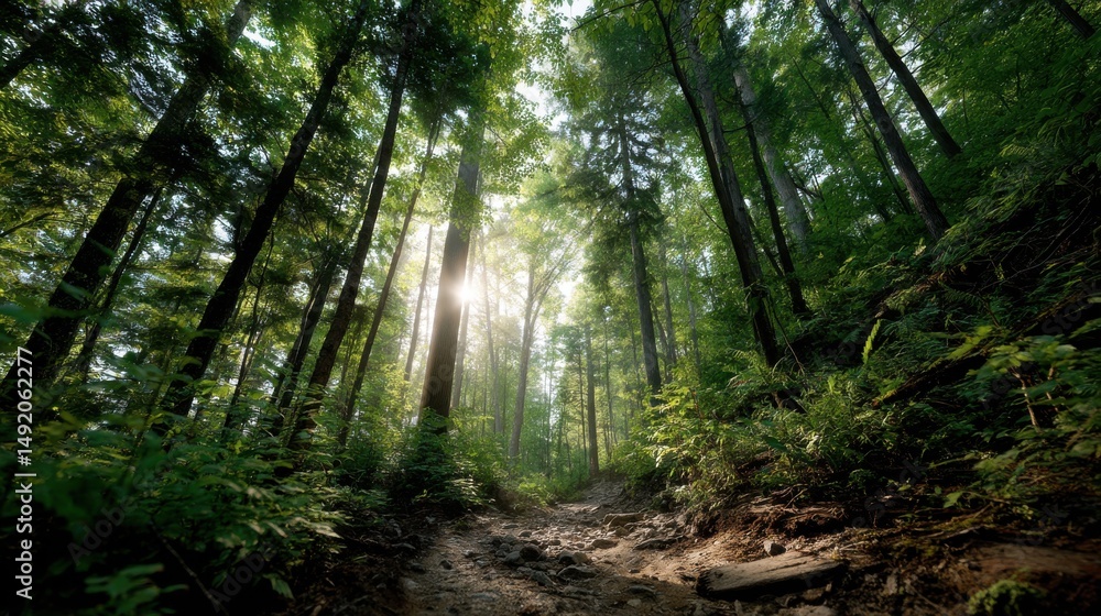 Obraz premium Sunlit Forest Path Through Tall Trees, Representing Nature's Serenity and Environmental Sustainability for Outdoor Adventure Tourism and Ecotourism Promotion : Generative AI