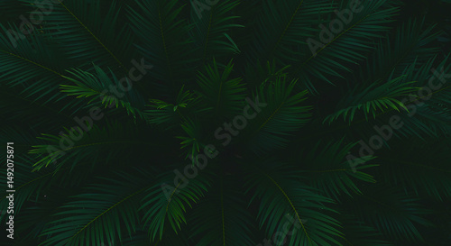 Fototapeta Naklejka Na Ścianę i Meble -  A top down view of dark green foliage with a slightly blurred effect creating a natural texture