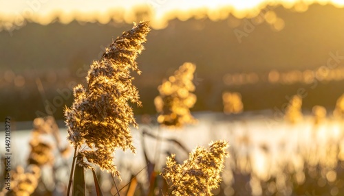 Golden sunset paints the dry autumn grass in the wild field