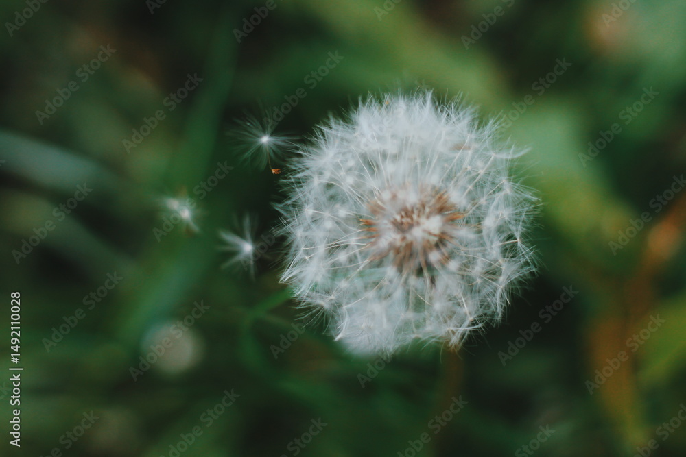Obraz premium dandelion on green background