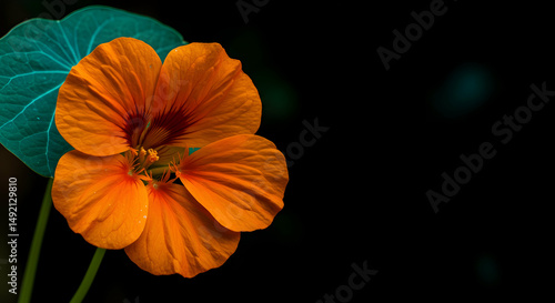 Wallpaper Mural nasturtium,  flower,  orange flower, Vibrant Orange Nasturtium Flower on Dark Background Torontodigital.ca
