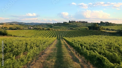 Wallpaper Mural Lush Green Vineyard Rows Stretching Toward Distant Buildings Under a Bright Blue Sky in an Agricultural Landscape with Sunlight Casting Shadows Torontodigital.ca