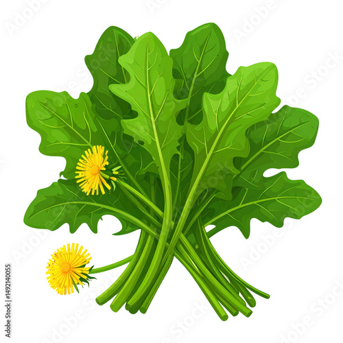 Vibrant Cartoon Illustration of Isolated Dandelion Greens on White Background Featuring Detailed Leaf and Flower Design Perfect for Nature Themes