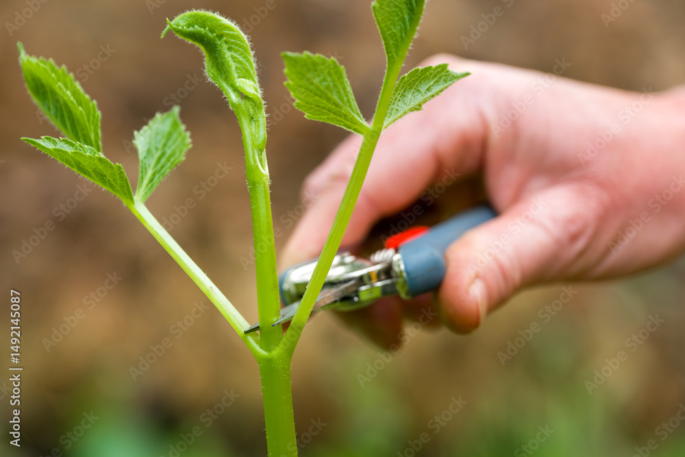 Ταπετσαρία Gardener pinching dahlia plants