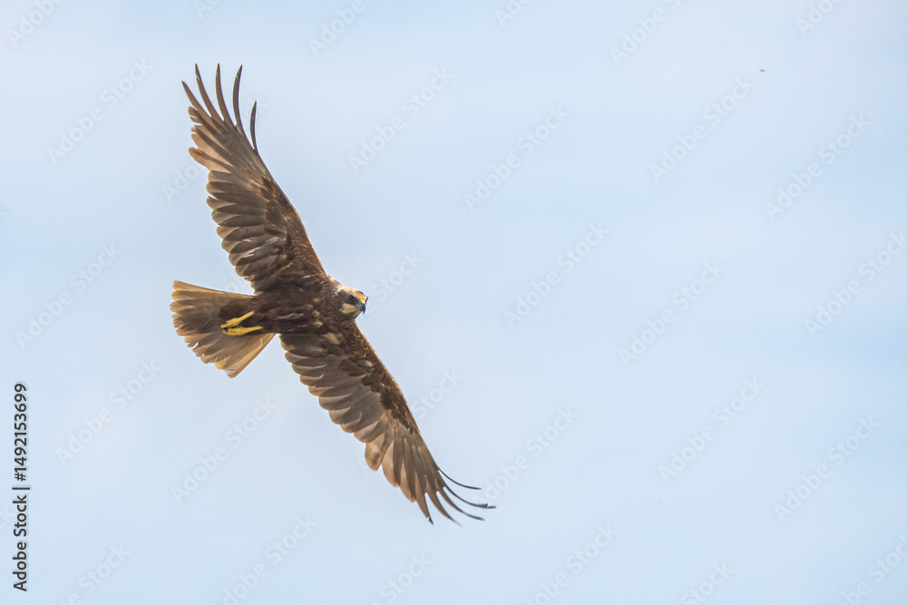 Fototapeta premium The western marsh harrier (Circus aeruginosus) is a large harrier, a bird of prey from temperate and subtropical western Eurasia and adjacent Africa. It is also known as the Eurasian marsh harrier.