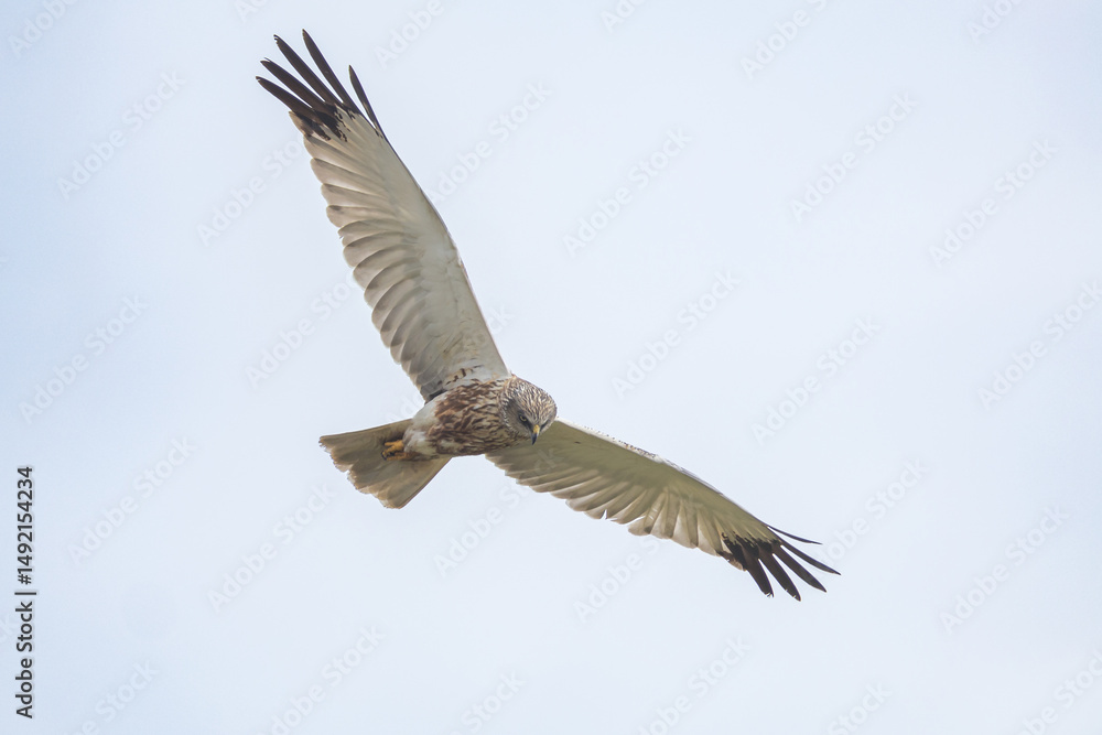 Obraz premium The western marsh harrier (Circus aeruginosus) is a large harrier, a bird of prey from temperate and subtropical western Eurasia and adjacent Africa. It is also known as the Eurasian marsh harrier.