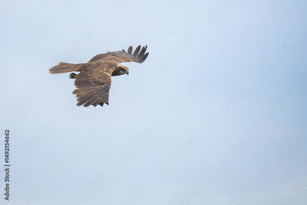 Fototapeta premium The western marsh harrier (Circus aeruginosus) is a large harrier, a bird of prey from temperate and subtropical western Eurasia and adjacent Africa. It is also known as the Eurasian marsh harrier.
