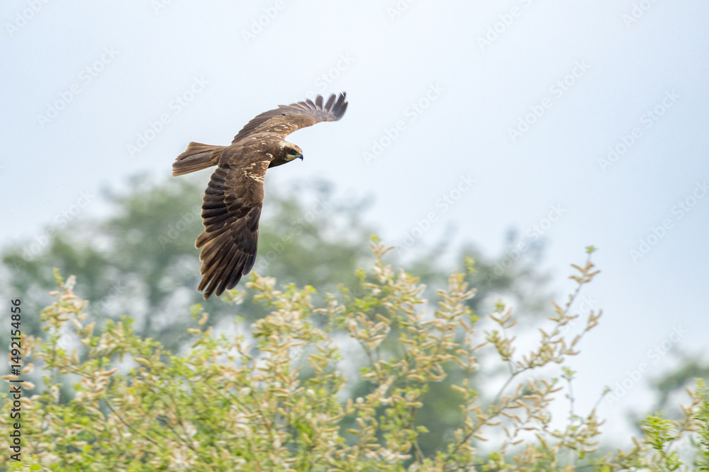 Fototapeta premium The western marsh harrier (Circus aeruginosus) is a large harrier, a bird of prey from temperate and subtropical western Eurasia and adjacent Africa. It is also known as the Eurasian marsh harrier.