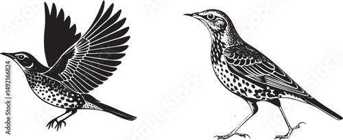 Thrush bird silhouette vector design with white background .