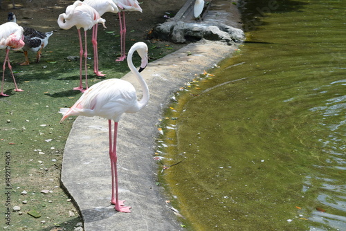 Photography Pink Flamingos standing by the water at Kuala Lumpur Bird Park, Malaysia