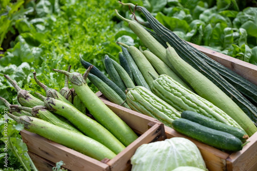 Fototapeta premium Variety of fresh organics homegrown heirloom bitter gourd, cucumber and zucchini in the vegetable farmer market for food ingredient and nutrition usage during harvest
