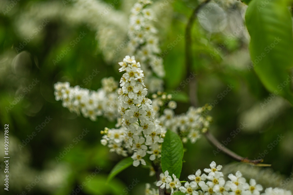Flowering bird cherry Flowering bird cherry