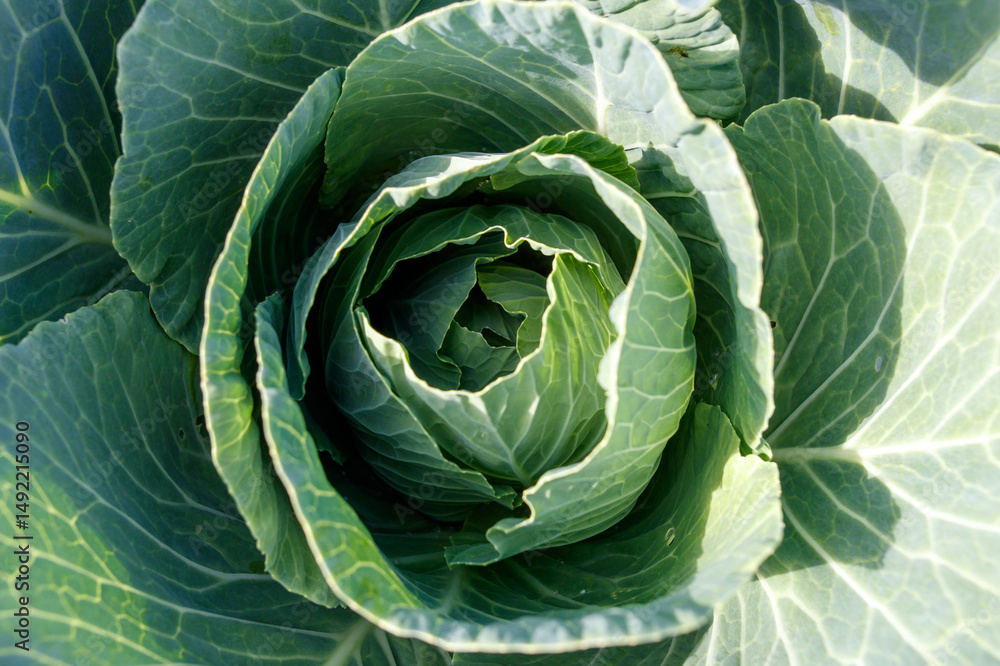 Fototapeta premium A close up of a head of green cabbage