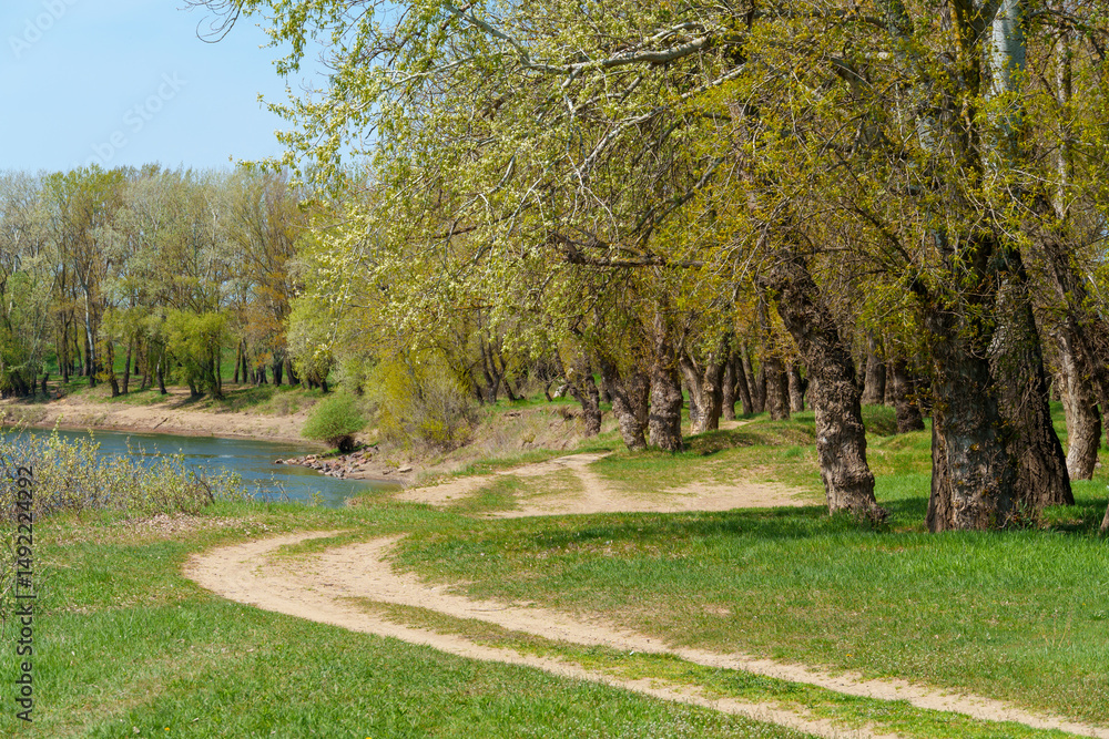 Obraz premium The forest and paths create a stunning natural scene, with beautiful spring landscapes featuring green grass and trees