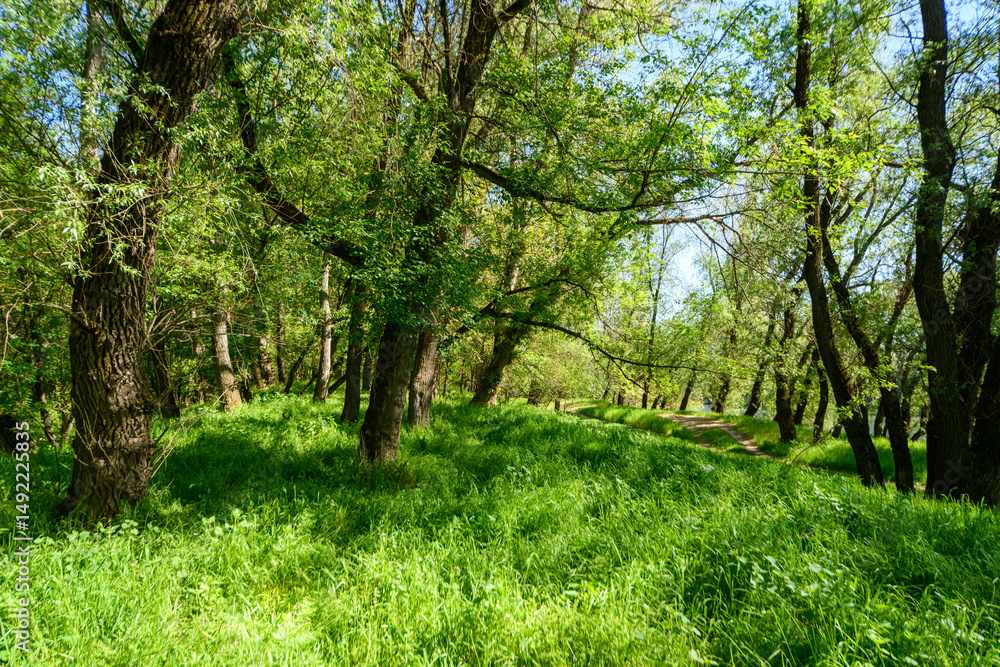 The picturesque spring scenery in the verdant woodland, with the sun shining through the leaves of the trees onto the grass. The picturesque spring scenery in the verdant woodland, with the sun shining through the leaves of the trees onto the grass.