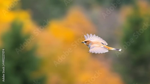 Small bird in mid-flight with colorful autumn foliage in the background. Graceful wildlife moment captured in vibrant seasonal nature.
