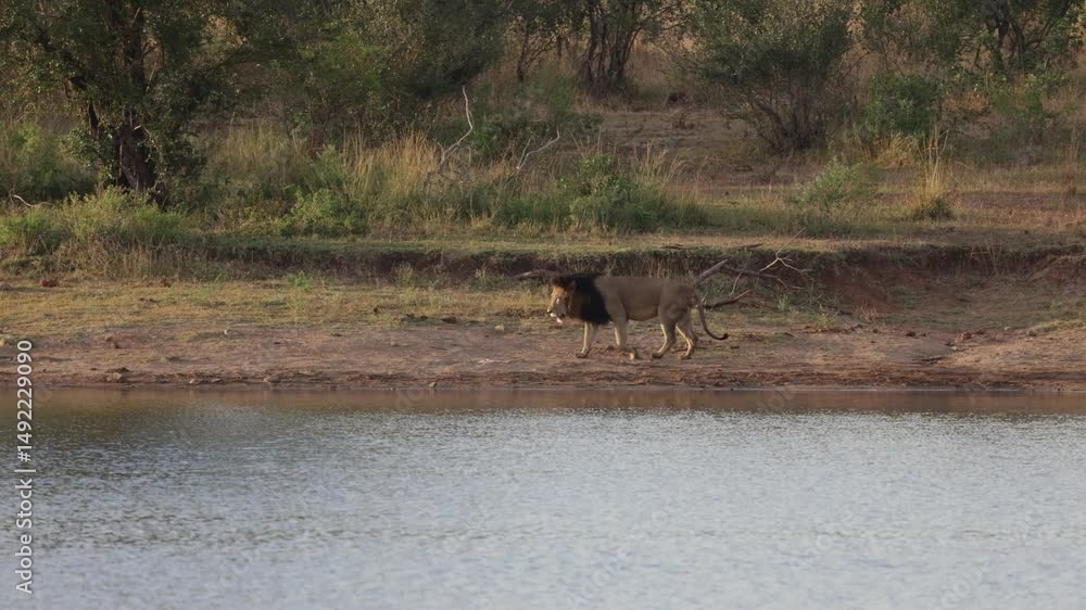 A big male lion walking next to a waterhole A big male lion walking next to a waterhole