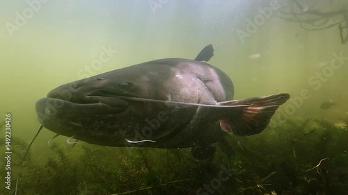 A wels catfish – Silurus glanis – approaches the camera and carefully touches it twice with its sensitive barbels, exploring its surroundings in a dense freshwater habitat.