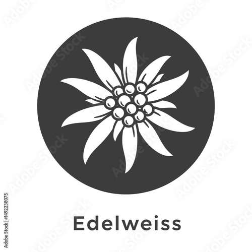 This beautifully crafted vector illustration features an elegant rose flower, showcasing intricate petal details and a timeless design. The image highlights the delicate curves and textures of the ros