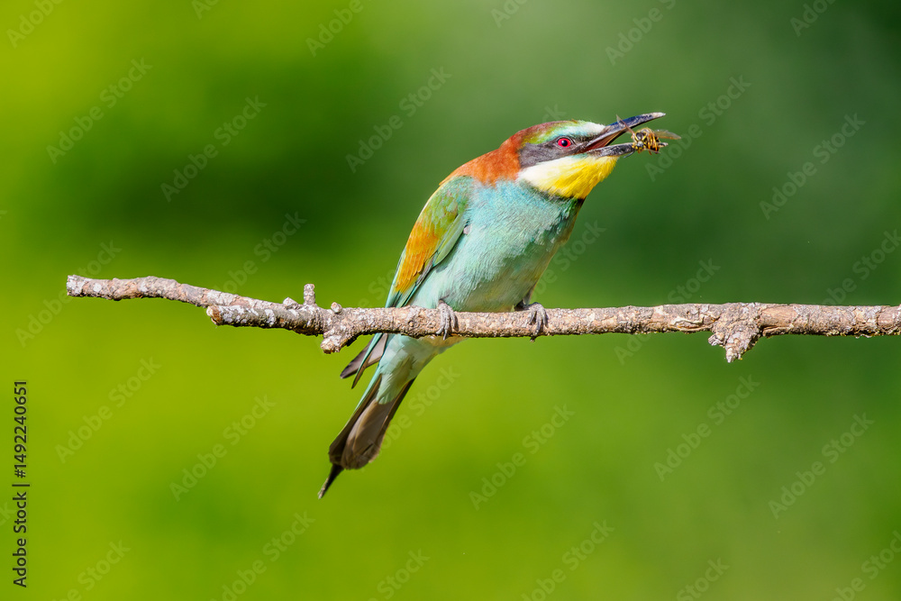 European bee-eater (Merops apiaster) perched with a wasp in its beak European bee-eater (Merops apiaster) perched with a wasp in its beak