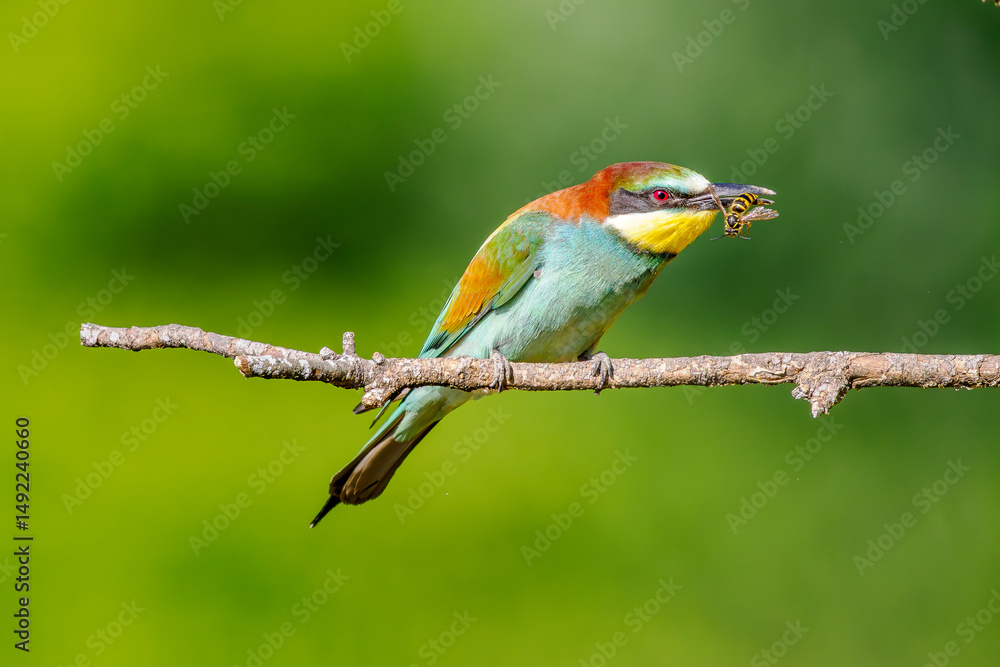 Obraz premium European bee-eater (Merops apiaster) perched with a wasp in its beak