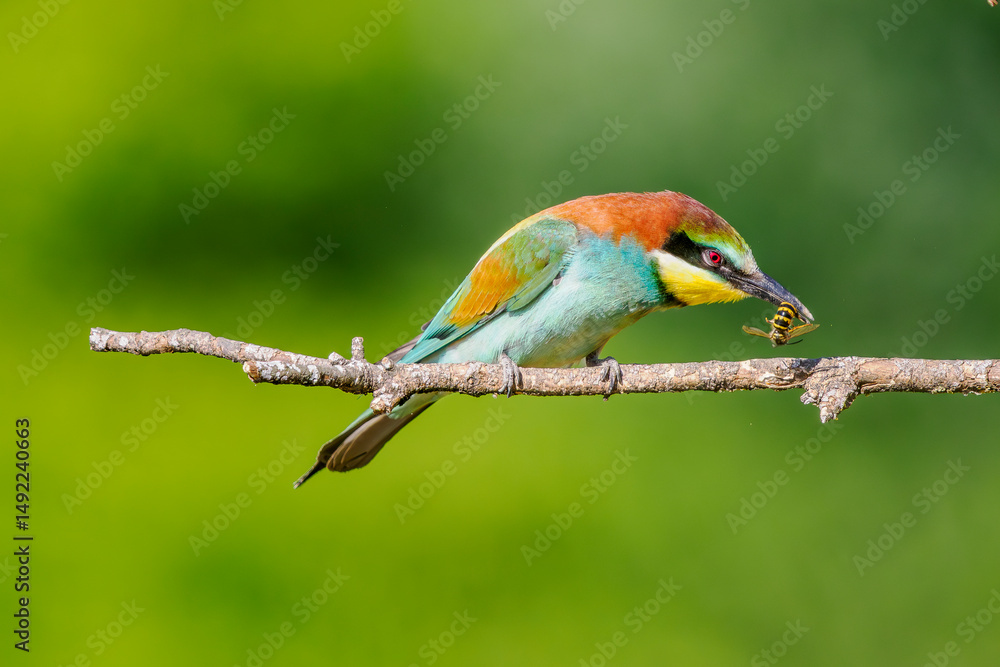 Fototapeta premium European bee-eater (Merops apiaster) perched with a wasp in its beak