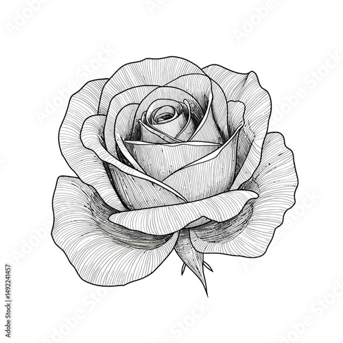 This beautifully crafted vector illustration features an elegant rose flower, showcasing intricate petal details and a timeless design. The image highlights the delicate curves and textures of the ros