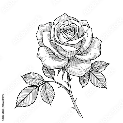 This beautifully crafted vector illustration features an elegant rose flower, showcasing intricate petal details and a timeless design. The image highlights the delicate curves and textures of the ros
