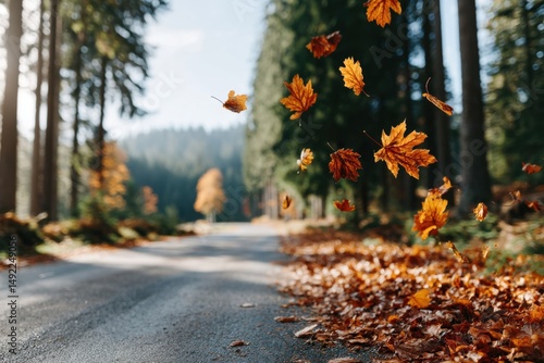 Colorful autumn leaves gently falling along a quiet forest path in the early afternoon light