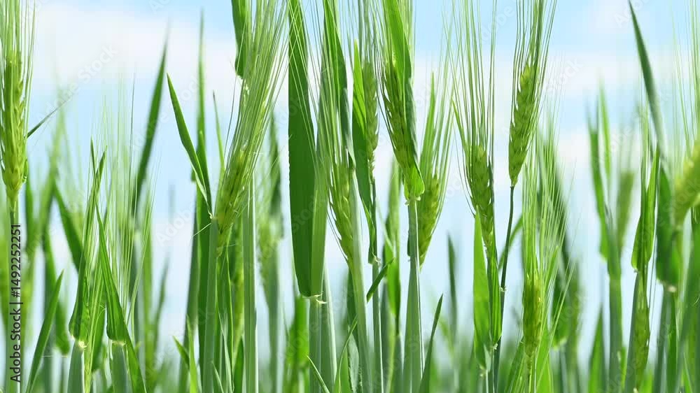 video of a field of green ears of wheat video of a field of green ears of wheat