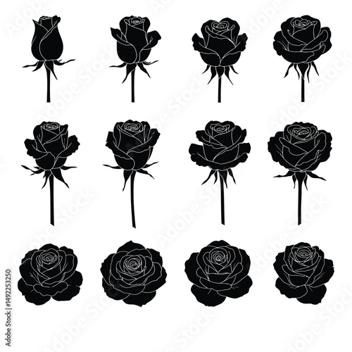 This beautifully crafted vector illustration features an elegant rose flower, showcasing intricate petal details and a timeless design. The image highlights the delicate curves and textures of the ros