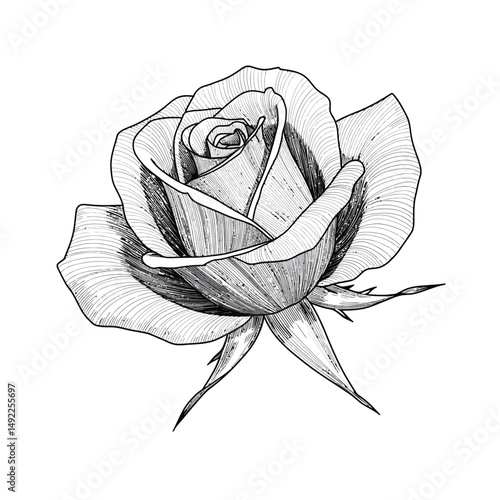 This beautifully crafted vector illustration features an elegant rose flower, showcasing intricate petal details and a timeless design. The image highlights the delicate curves and textures of the ros