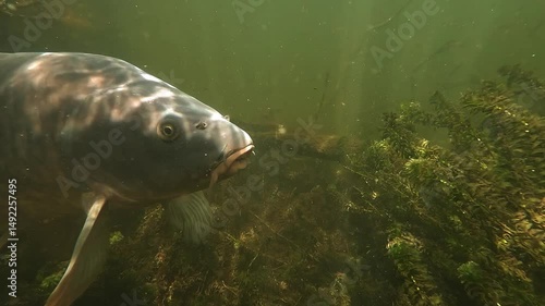 A detailed side view of a common carp – Cyprinus carpio – showing the texture of its barbels as it slowly turns away, its eye tracking the camera in a natural freshwater habitat.