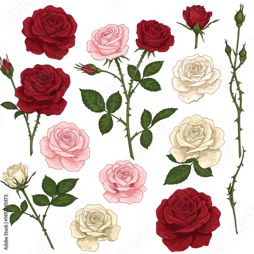 This beautifully crafted vector illustration features an elegant rose flower, showcasing intricate petal details and a timeless design. The image highlights the delicate curves and textures of the ros