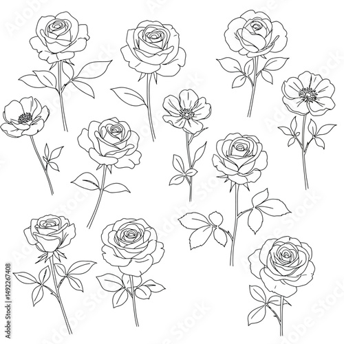 This beautifully crafted vector illustration features an elegant rose flower, showcasing intricate petal details and a timeless design. The image highlights the delicate curves and textures of the ros
