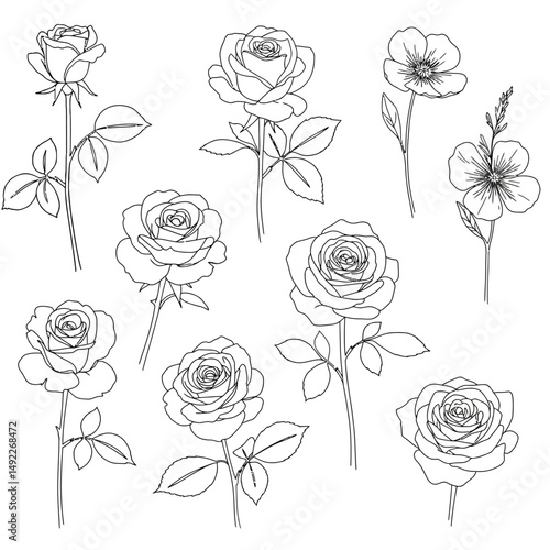 This beautifully crafted vector illustration features an elegant rose flower, showcasing intricate petal details and a timeless design. The image highlights the delicate curves and textures of the ros