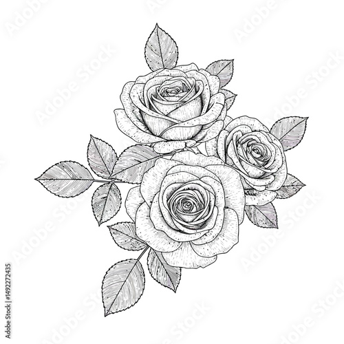 This beautifully crafted vector illustration features an elegant rose flower, showcasing intricate petal details and a timeless design. The image highlights the delicate curves and textures of the ros