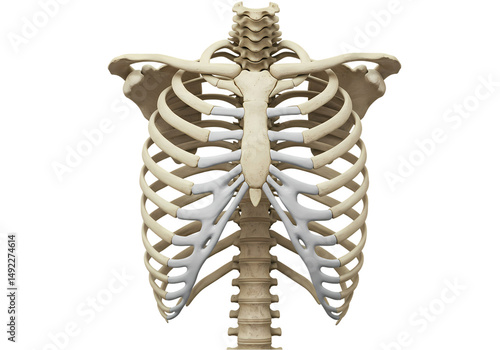 Human Rib Cage Anatomy Detailed 3D Model  Images on Transparent background