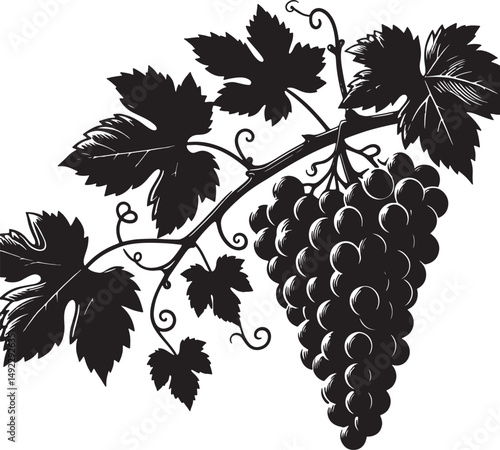 A monochrome illustration of a grape vine with leaves and a bunch of grapes hanging