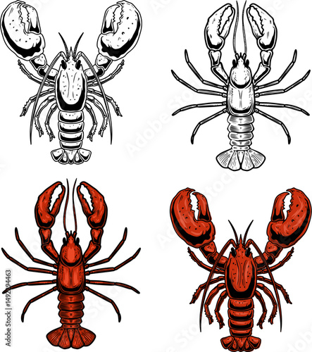 Set of illustrations of a lobster. Omar seafood lobster illustrations. Design elements for logo, emblem, sign. Vector illustration
