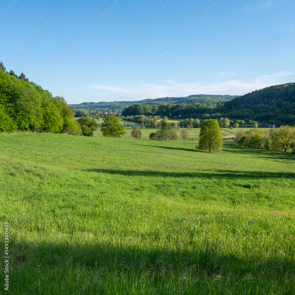 trees and wetlands of river Saar in national park saar-hunsrueck near metlach in germany trees and wetlands of river Saar in national park saar-hunsrueck near metlach in germany