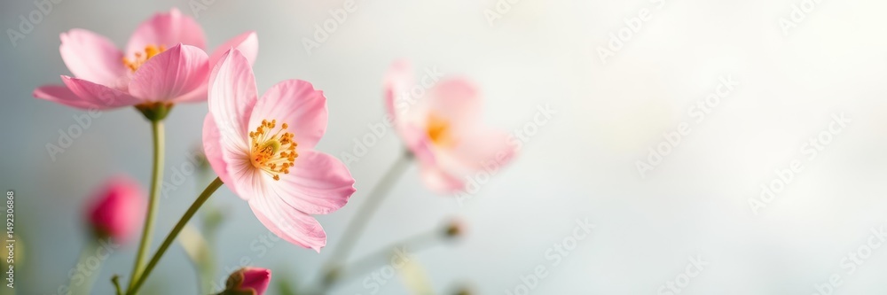Obraz premium Delicate flower, stark white background, sharp focus, fresh, image, elegant