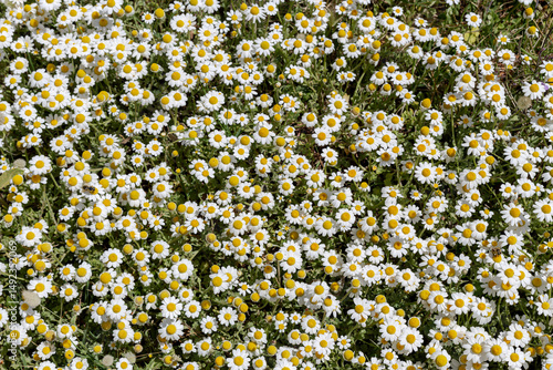 The daisies grow in a meadow close-up
