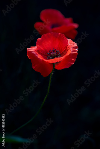 Close-up of beautiful red poppy flowers outdoors