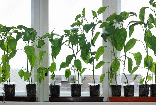 Bell pepper seedlings with flowers on the window sill waiting for favourable weather. Homemade gardening concept.