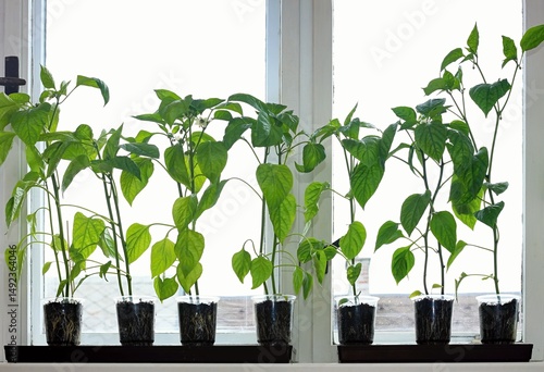 Bell pepper seedlings with flowers on the window sill waiting for favourable weather. Homemade gardening concept.