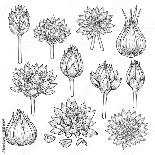 Ross Flowers vector art illustration.   roses isolated on white transparent background. a Ros vetch leaves vector silhouette artwork illustration.